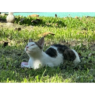 S__32071706.jpg