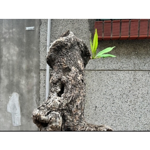 資源回收阿伯的故事.jpg